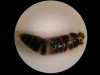 Foto z binokulární lupy-hmyzí larva 
