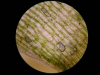 Foto z mikroskopu-buňky mechu 