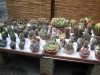Prodejní výstava kaktusů